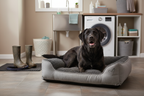 Muddy Labrador settling onto the Noodle Bed XL in a utility room after a walk